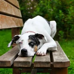 Tierheim Hund Dakota wartet auf ein neues Zuhause