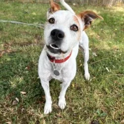 Tierheim Hund Dana Murcia Mischling wartet auf ein neues Zuhause