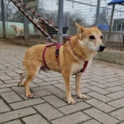 Tierheim Hund Daniel wartet auf ein neues Zuhause