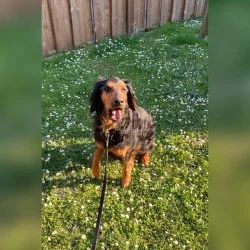 Brackenmix  aus dem Tierheim Altrich