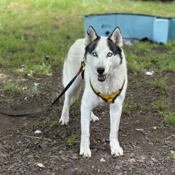 Husky  aus dem Tierheim Augsburg