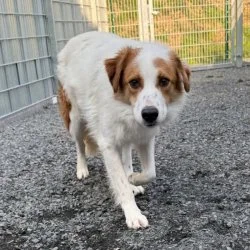 Mischling  aus dem Tierheim Bergheim