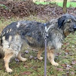 Tierheim Hund Dascha wartet auf ein neues Zuhause