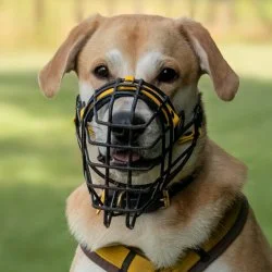 Tierheim Hund Debby wartet auf ein neues Zuhause