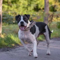 Pointer Dogo Canario Mix  aus dem Tierheim Essen