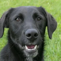 Tierheim Hund Diddy wartet auf ein neues Zuhause