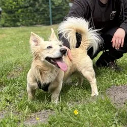 Mischling  aus dem Tierheim Oldenburg