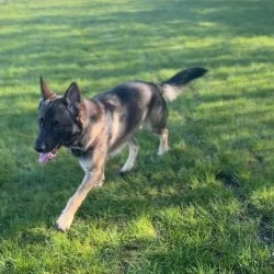 Tierheim Hund Diesel wartet auf ein neues Zuhause