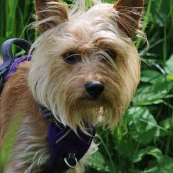 Tierheim Hund Dina wartet auf ein neues Zuhause