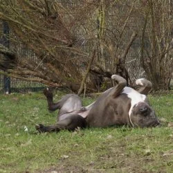 Tierheim Hund Don wartet auf ein neues Zuhause