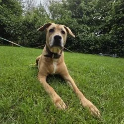 Tierheim Hund Donita wartet auf ein neues Zuhause