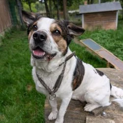 Tierheim Hund Eduard wartet auf ein neues Zuhause