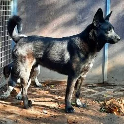 Tierheim Hund Ehrich wartet auf ein neues Zuhause