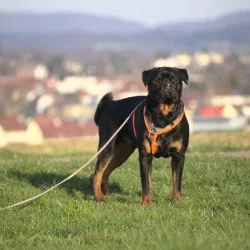 Tierheim Hund Eick wartet auf ein neues Zuhause