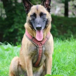 Tierheim Hund Einar wartet auf ein neues Zuhause