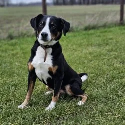 Tierheim Hund Ellie wartet auf ein neues Zuhause