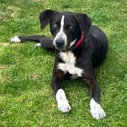 Dt. Kurzhaar Labrador Mix  aus dem Tierheim Stuttgart