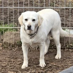 Tierheim Hund Emma wartet auf ein neues Zuhause