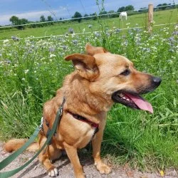 Tierheim Hund Emma wartet auf ein neues Zuhause