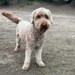 Tierheim Hund Ernie wartet auf ein neues Zuhause