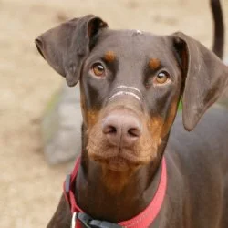 Tierheim Hund Faline wartet auf ein neues Zuhause