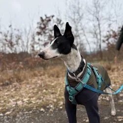 Tierheim Hund Faraon wartet auf ein neues Zuhause