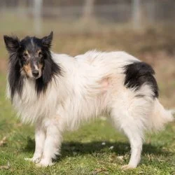 Shelti  aus dem Tierheim Straubing