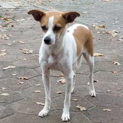 Terrier Mischling  aus dem Tierheim Sulingen