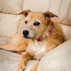 Terrier Mix  aus dem Tierheim Lübeck