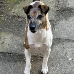 Terrier Mix  aus dem Tierheim Neumünster