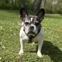 Franz&ouml;sische Bulldogge  aus dem Tierheim Worms