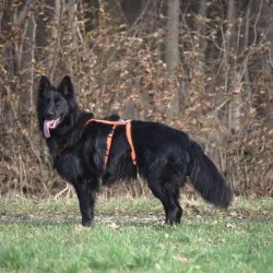 Tierheim Hund Filou wartet auf ein neues Zuhause