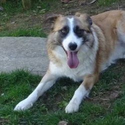 Tierheim Hund Five wartet auf ein neues Zuhause