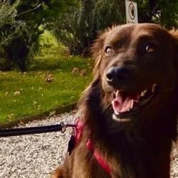Tierheim Hund Flecky wartet auf ein neues Zuhause