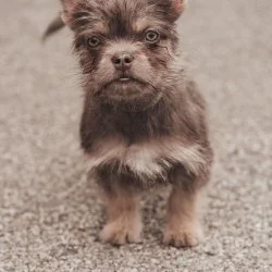 Franz. Bulldogge-Maltipoo  aus dem Tierheim Aachen