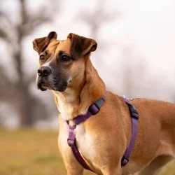 Tierheim Hund Flori wartet auf ein neues Zuhause