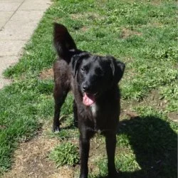 Tierheim Hund Freddy wartet auf ein neues Zuhause