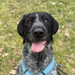 Deutsch Drahthaar  aus dem Tierheim Worms