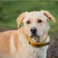 Labrador-Mix  aus dem Tierheim Aschersleben
