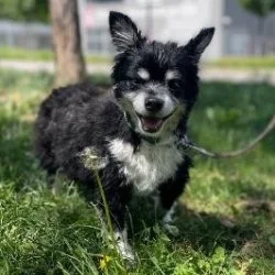 Tierheim Hund Fynni wartet auf ein neues Zuhause