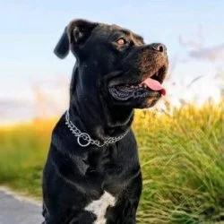 Tierheim Hund Genna wartet auf ein neues Zuhause