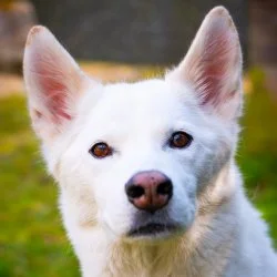 Husky  aus dem Tierheim Bremen