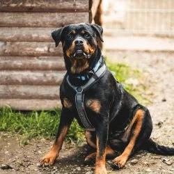 Tierheim Hund Gigi wartet auf ein neues Zuhause