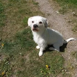 Tierheim Hund Gina wartet auf ein neues Zuhause