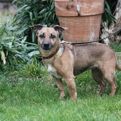 Tierheim Hund Ginger wartet auf ein neues Zuhause