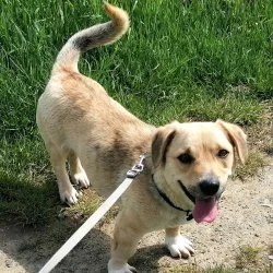 Tierheim Hund Gregor wartet auf ein neues Zuhause