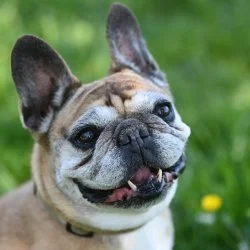 Franz&ouml;sische Bulldogge  aus dem Tierheim Gießen