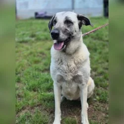 Kangal-Mix  aus dem Tierheim Trier