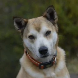 Tierheim Hund Hachiko wartet auf ein neues Zuhause