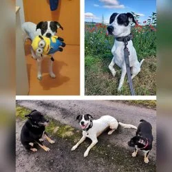 Mischling  aus dem Tierheim Bad Lauterberg